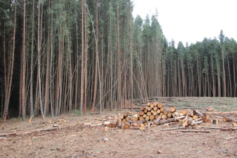 fiscalização ambiental - madeiras cortadas